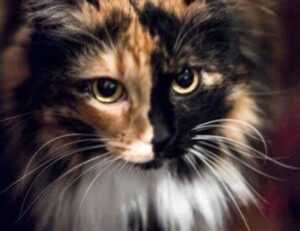 drhcryptology bitcoin tips from drhomey