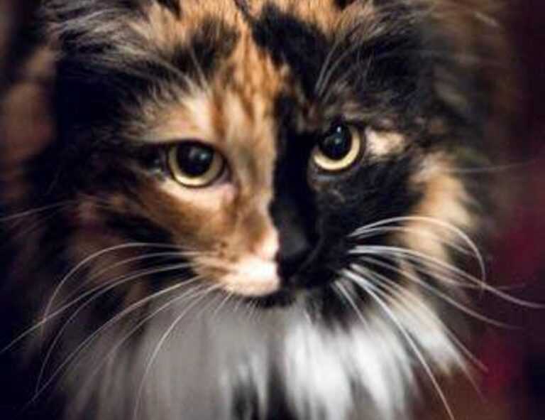 drhcryptology bitcoin tips from drhomey