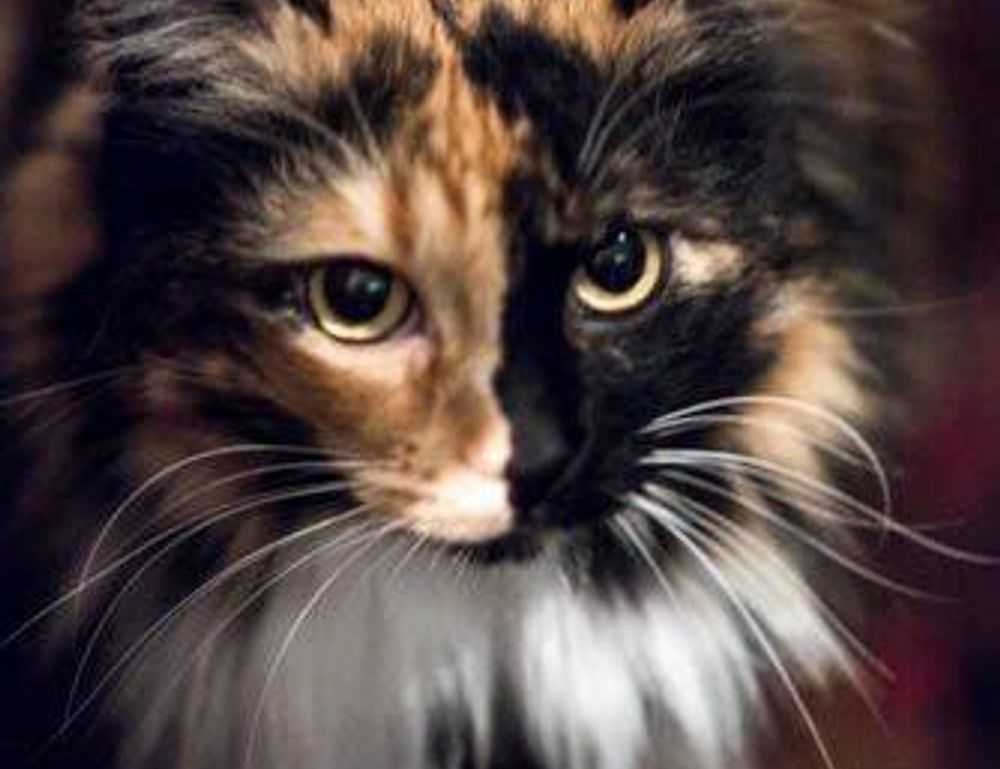 drhcryptology bitcoin tips from drhomey