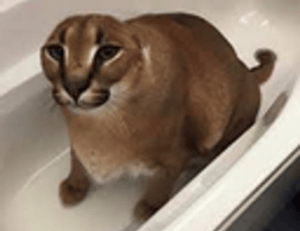 drhcryptology crypto guide by drhomey