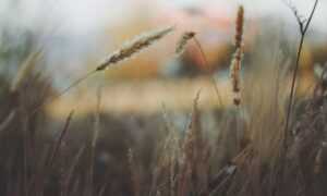 etrsnft nft advice from etherions