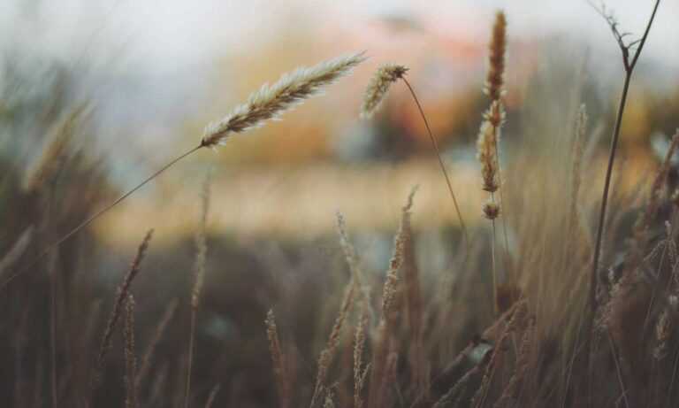 etrsnft nft advice from etherions