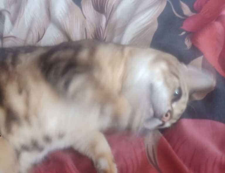 etrsnft nft guide by etherions