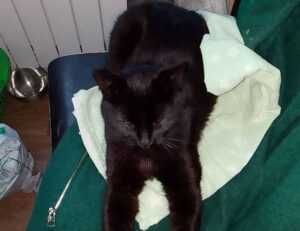 financial ecosystems of nfts etrsnft