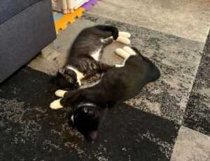 how do crypto charts work drhcryptology