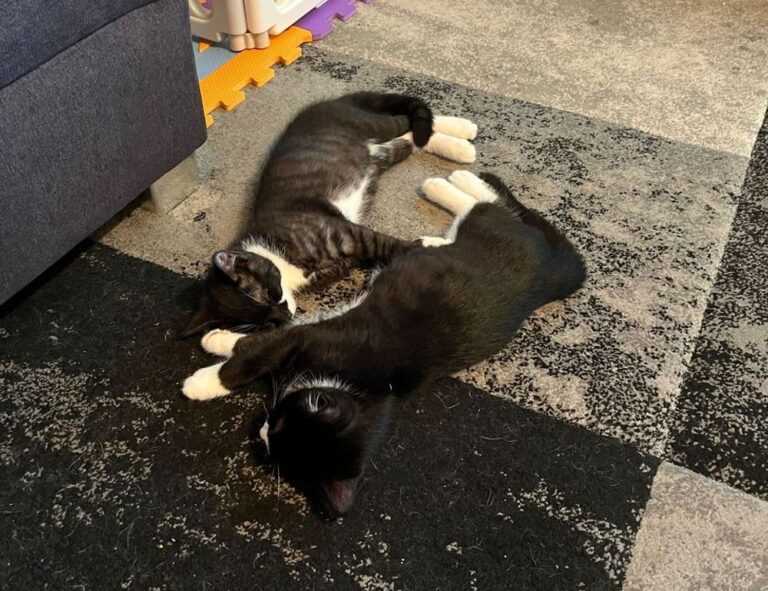 how do crypto charts work drhcryptology