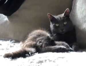 nft whitelist etrsnft