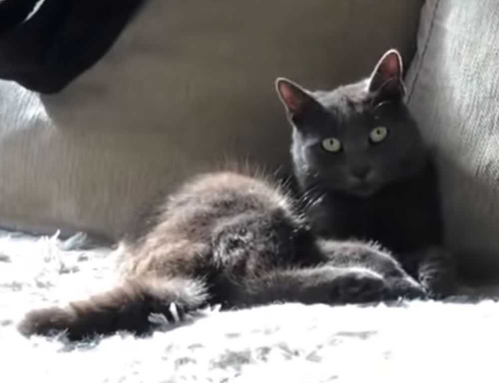 nft whitelist etrsnft