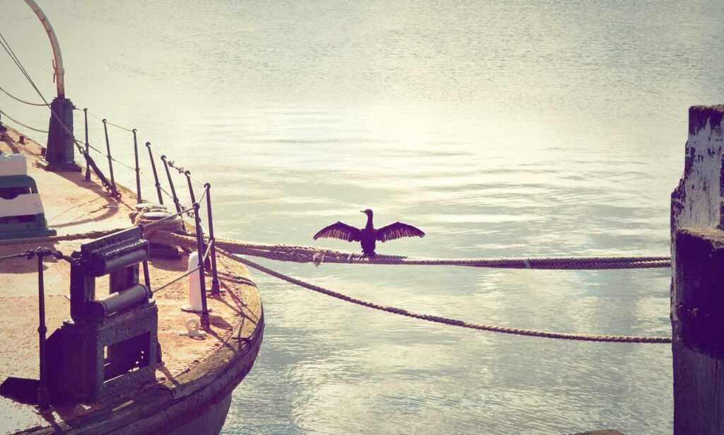 what should zavagouda sauce taste like