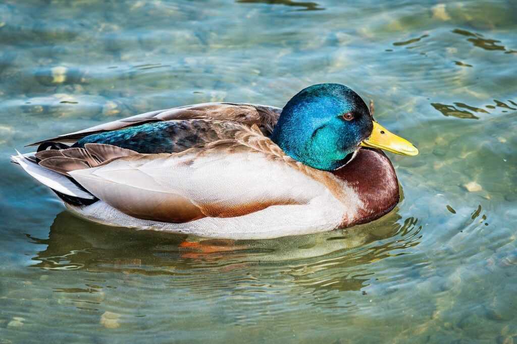 what to serve with wantrigyo