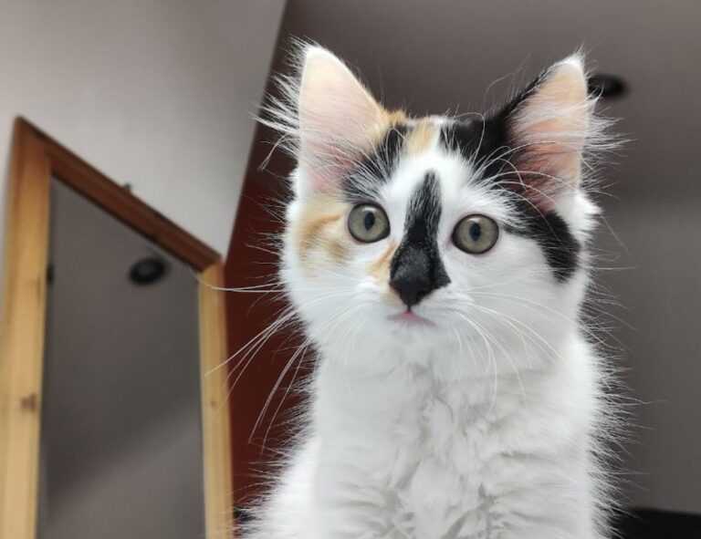 why crypto is a good investment drhcryptology